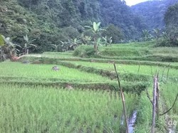 Curug Cikaracak, Tempat Asyik Menguji Adrenalin di Bogor
