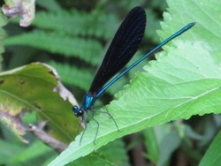 Curug Lawe, Yang Segar di Dekat Gunung Ungaran