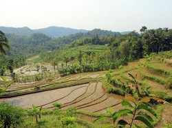 Curug Sidoharjo, Pesona Alam yang Masih Bersembunyi di Yogya