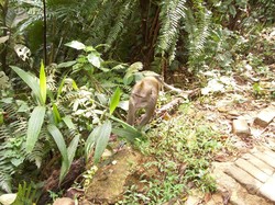 Dahsyatnya Aliran Air Curug Seribu