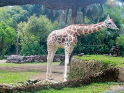 Dari Unta Sampai Harimau, Semua ada di Taman Safari Bogor