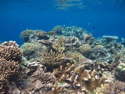 Derawan Pamer Keindahan di Pameran Gebyar Wisata