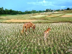 Desa Mantar yang Bersahaja di Sumbawa