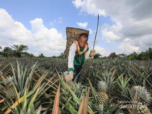 Desa Penyengat Si Penghasil Nanas