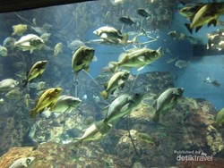 Di Akuarium Osaka, Ikan pun Bisa Narsis!