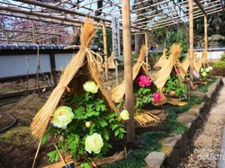 Di Jepang Bunga Saja Pakai Topi