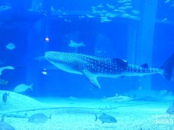 Di Osaka Aquarium, Bisa Lihat Hiu Paus Langsung di Depan Mata