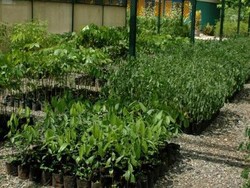 Di Tembagapura, Limbah Tambang Ditumbuhi Pohon dan Sayur