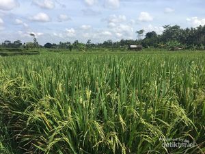 Di Ubud, Cukup Mengelilingi Sawah di Sekitar Vila Sudah Asyik