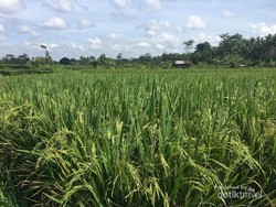 Di Ubud, Cukup Mengelilingi Sawah di Sekitar Vila Sudah Asyik