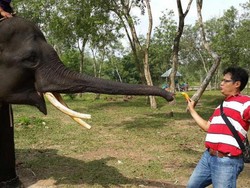 Di Way Kambas, Bisa Main Bareng Gajah