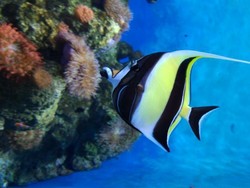 Dibuat Terpana Dunia Bawah Laut Singapura