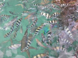 Digigit Ikan Berwarna-warni di Raja Ampat