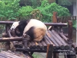 Dijamin Gemas! Melihat Panda di Chengdu, Tiongkok