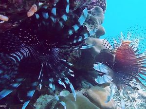 Dua Sejoli yang Cantik tapi Mematikan