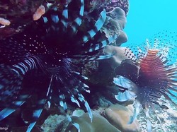 Dua Sejoli yang Cantik tapi Mematikan