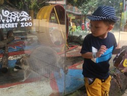 Duh, Gemasnya Rakun di Kebun Binatang Ini