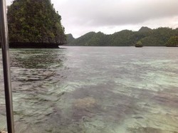 Duh! Perburuan Hiu di Raja Ampat Masih Marak
