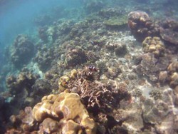 Dunia Bawah Laut yang Sempurna di Pulau Samalona