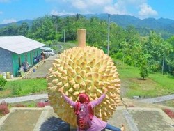 Durian Raksasa di Kulonprogo