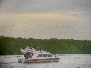 Fenomena Ribuan Kalong Menutupi Langit