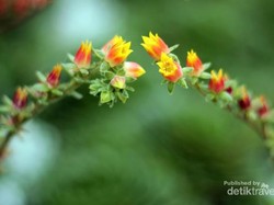 Flower Dome di Singapura, Keren!