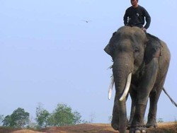 Gajah-gajah Lucu di Way Kambas