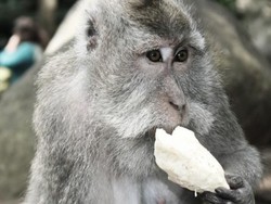 Gemas! Melihat Aksi Monyet-monyet Lucu di Monkey Forest Ubud