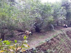 Gemas! Melihat Lucunya Aksi Panda di Chengdu