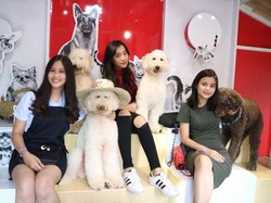 Gemasnya Anjing-Anjing Di Rumah Guguk Lembang Bandung