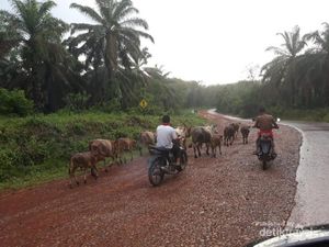 Gembala Sapi Modern di Sumsel