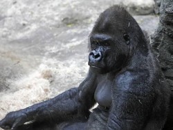 Gorila Kabur, Penjaga Kebun Binatang di New York Digigit