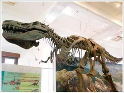 Grrr! Ada T-Rex di Museum Geologi Bandung