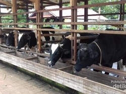 Habiskan Akhir Pekan di Bogor, Coba Main ke Kuntum Farmfield