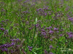 Hamparan Indah Bunga Verbena yang Hiasi Jalur Pendakian Semeru