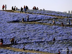 Hamparan Karpet Bunga di Jepang, Cantik Banget!