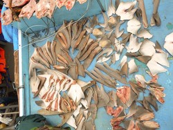 Hansip Laut, Cara Jaga Raja Ampat dari Pemburu Hiu