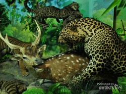 Hanya Punya Waktu Sebentar di Medan? Ke Museum Rahmat Saja