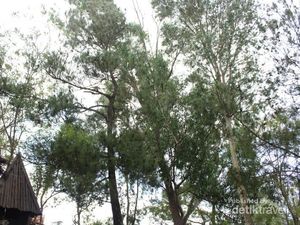Hijaunya Hutan Pinus Mangunan Bikin Tenang