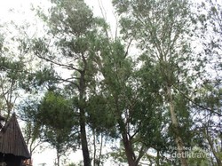 Hijaunya Hutan Pinus Mangunan Bikin Tenang