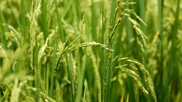 Hijaunya Sawah, Sawah, dan Sawah Toraja