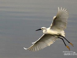 Hunting Foto Hewan & Tumbuhan Cantik Saat Traveling, Seru!