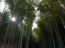 Hutan Bambu yang Instagramable di Kyoto