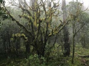 Hutan Bonsai yang Unik di Timur Indonesia