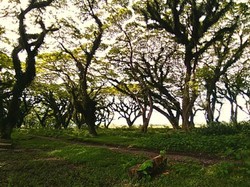 Hutan Lord of The Ring Ada di Banyuwangi