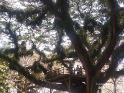 Hutan Lord of The Rings ala Banyuwangi