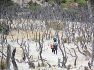 Hutan Mati, Tempat yang Wajib Dikunjungi di Papandayan