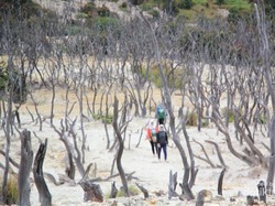 Hutan Mati, Tempat yang Wajib Dikunjungi di Papandayan