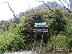 Hutan Mati yang Eksotis