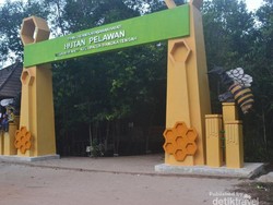 Hutan Pelawan, Bagai Oase Hijau di Pulau Bangka